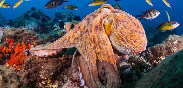 8. Сколько сердец у осьминога?