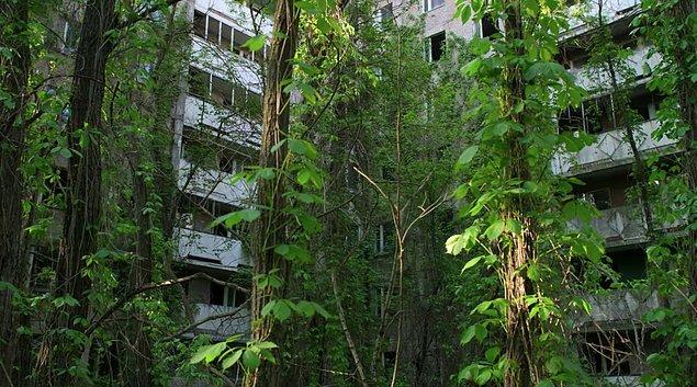 2. İnsanların doğada yarattığı tahribatın zaman içinde yine doğa tarafından düzeltilebileceğinin en büyük kanıtı Çernobil'dir.