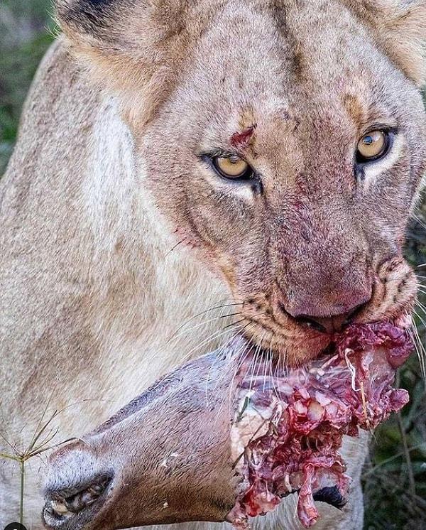 2. Avladığı antilobu yiyen aslan: