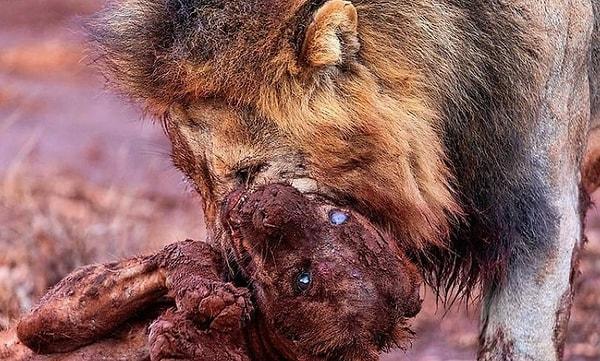 9. Bir aslana yem olan zavallı sırtlan: