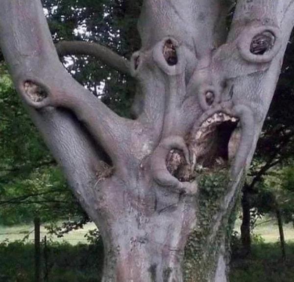 12. Korkutucu görünümüyle gören herkesi ürküten bu ağaç: