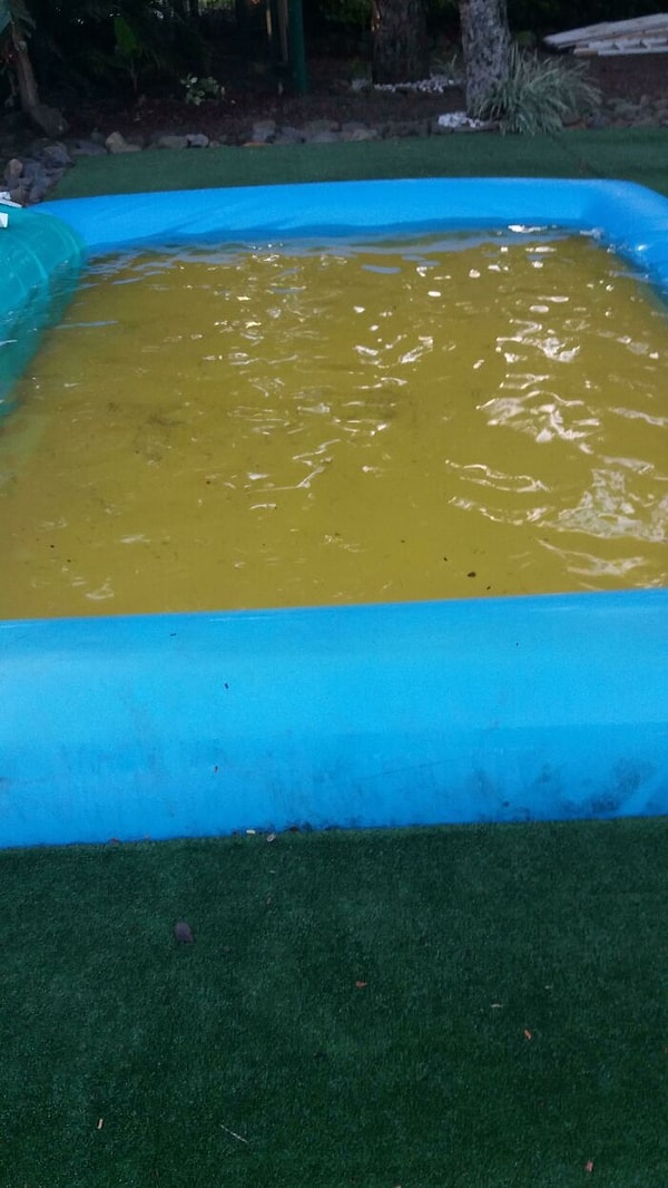 5. У этого небольшого бассейна есть желтый пластиковый коврик внизу, из-за чего создается впечатление, что он заполнен мочой