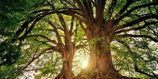 O Varsa Hayat Var: Toprağı Korumak İçin Yapabileceğiniz Şeyler