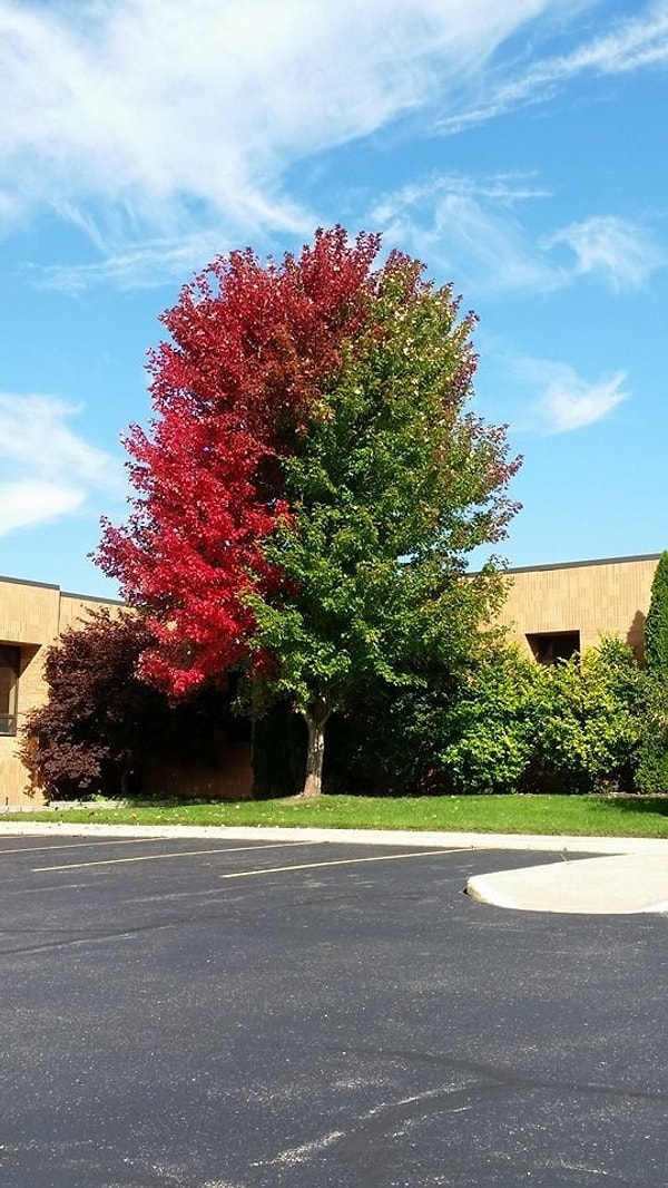 5. "Я сама решаю, когда переходить для меня наступает осень, хотя...дайте-ка я вас еще больше запутаю, людишки"