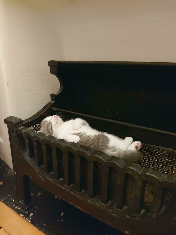 1. Мой приемный котенок - наполовину домашний короткошерстный котик, наполовину вампир