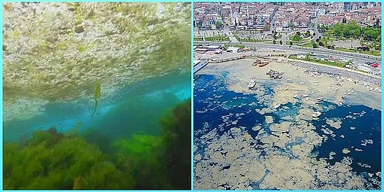 Ölüyor ve Kimse Duymuyor! İlk Defa 2007 Yılında Deniz Salyası Görülen Marmara Denizi'nin Son Hali Korkutuyor