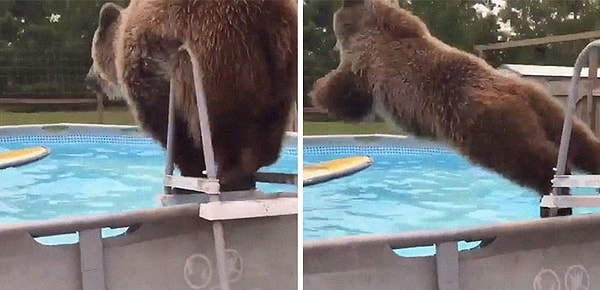 12. Этот медведь плюхается в бассейн