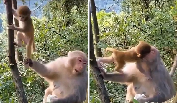 15. Проявление привязанности к матери