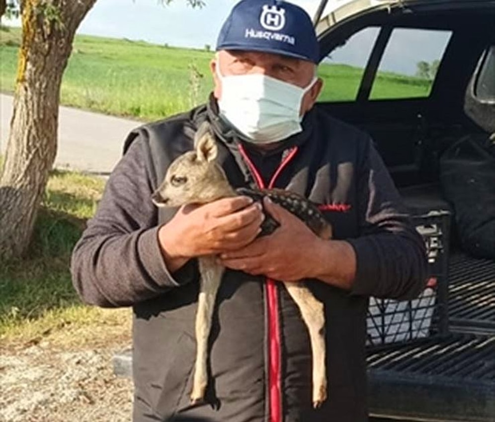 Annesi Avcılar Tarafından Vurulan Yavru Karaca Koruma Altında