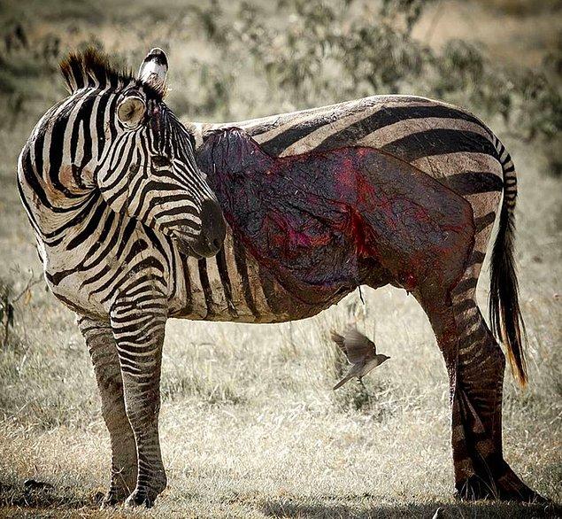 4. Av olmaktan son anda kurtulmuş bir zebra: