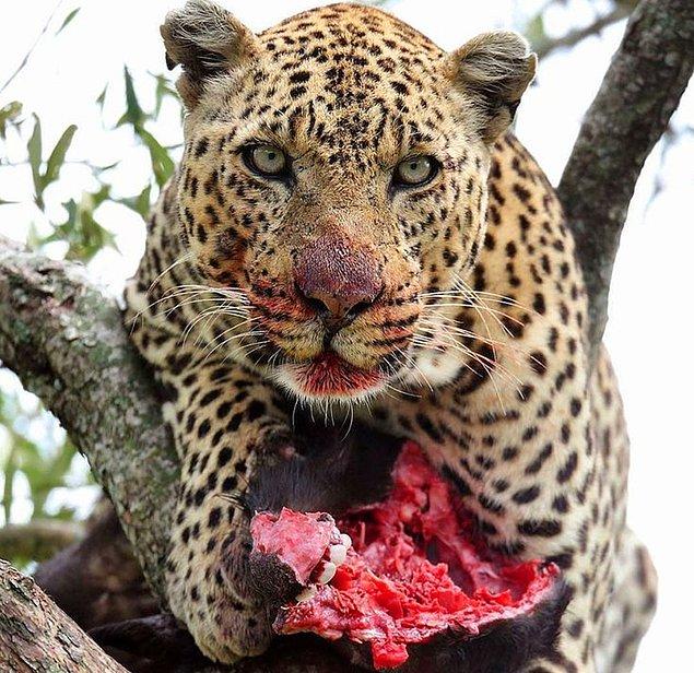 6. Bizon yiyen ürkütücü bir leopar: