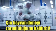 Save Ralph Kısa Filmi İşe Yaradı! Çin Hayvan Deneylerine Karşı Büyük Bir Adım Attı 👏