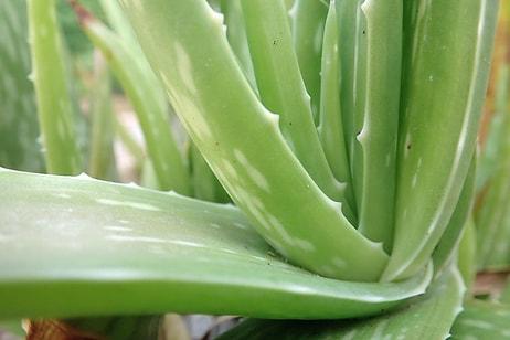 Aloe Vera Nasıl Kullanılır? Aloe Vera Bitkisinin Faydaları Nelerdir?