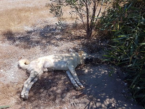 Vicdansızlık Bitmiyor! Demre'de 10 Köpek Zehirlenerek Öldürüldü