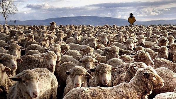 3. Avustralya, ülkede yaşayan insanlardan üç kat daha fazla koyun nüfusuna sahiptir! 🐑