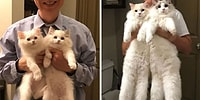 Из крошечных котят в настоящих кошек: 15 фото пушистых четвероногих до и после того, как они выросли