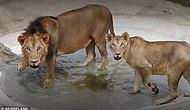 В индийском зоопарке львица умерла от коронавируса, еще у 9 животных тест выдал положительный результат