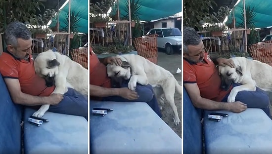 Kendini Sevdirmek İçin İnsan Dostunun Üzerine Yatan Köpeğin İçinizi Isıtacak Görüntüleri