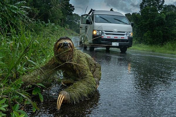 3. 'İnsan/Doğa' Finalisti: "Why Did The Sloth Cross The Road?"