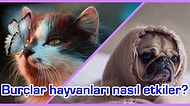 Hayvanların Burçları Var mıdır? Onları Nasıl Etkiler?