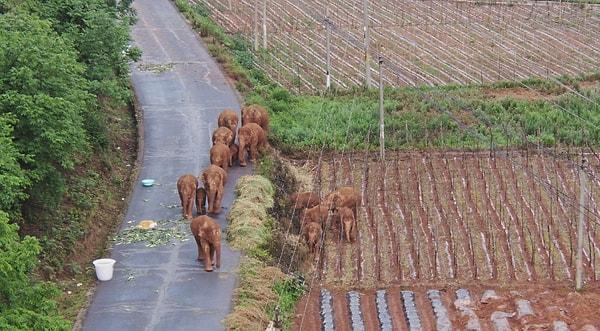 Bu vahşi Asya filleri sürüsü Kunming şehrinin yaklaşık 90 kilometre güneybatısında bulunan Yunnan eyaletindeki Xiyang köyünün hemen dışındaki ormana kadar takip edildi ve fillerin geldikleri yöne doğru döndükleri görüldü.