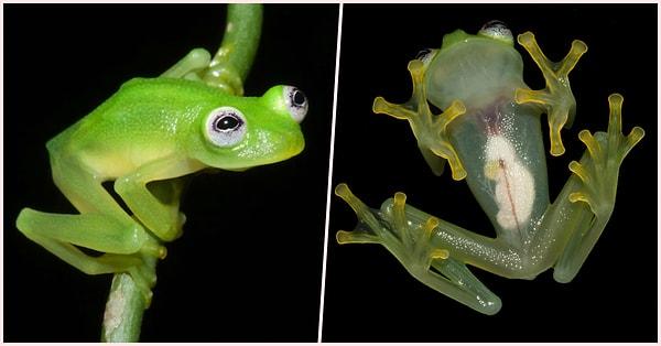 20. 2015 yılında Kosta Rika'da keşfedilen bu yeni cam kurbağa türü, Kurbağa Kermit'i andırıyor.