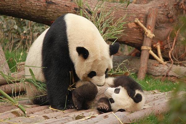6. Panda Bakıcısı
