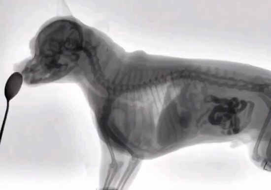 Bir Köpek Yemek Yerken X-Ray ile Görüntülendi