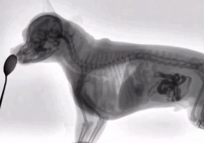 Bir Köpek Yemek Yerken X-Ray ile Görüntülendi