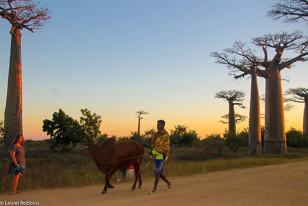 2. Madagaskar'a genellikle Sekizinci Kıta denir.
