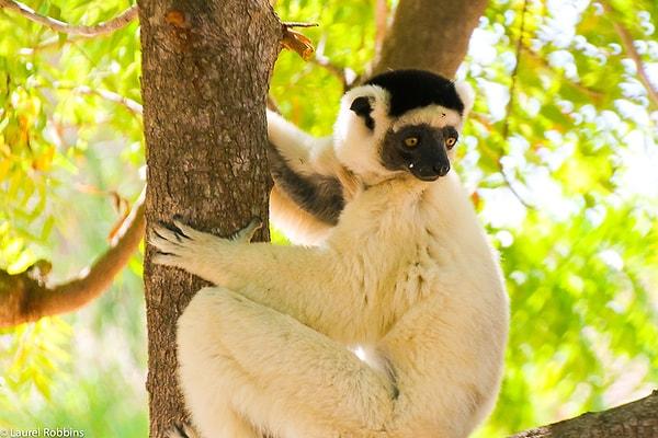 7. Eskiden Madagaskar'da devasa lemurlar yaşıyordu.