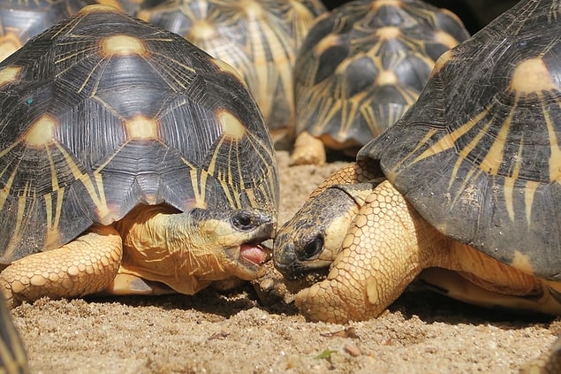 16. Madagaskar'daki vahşi yaşam 'arkadaş canlısıdır".