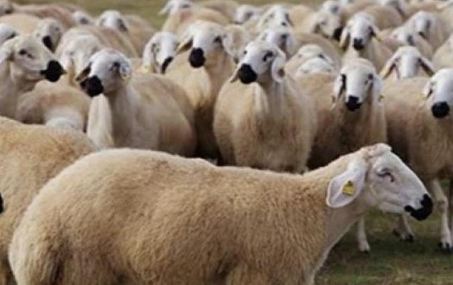 2021 Kurban Bayramı Ne Zaman Ayın Kaçına Denk Geliyor?
