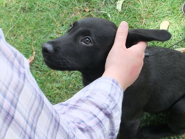 3. Собаки предпочитают, чтобы их уши и хвост не трогали