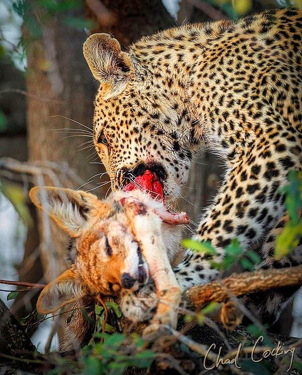 14. Çakal yiyen bir leopar: