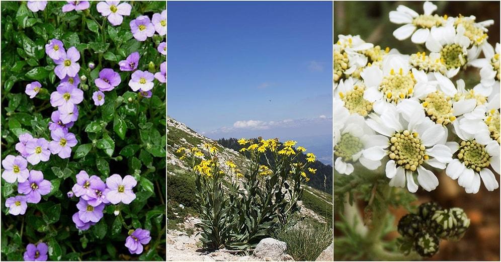 Endemik Türler Açısından Zengin Olan Bölgemiz Uludağ'da Yetişen 10 Bitki