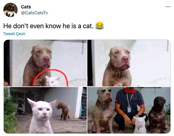 13. "Kedi olduğunu bile bilmiyor."