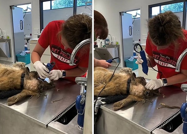 Персонал работал более двух часов, чтобы сбрить всю спутанную шерсть с его крошечного тела