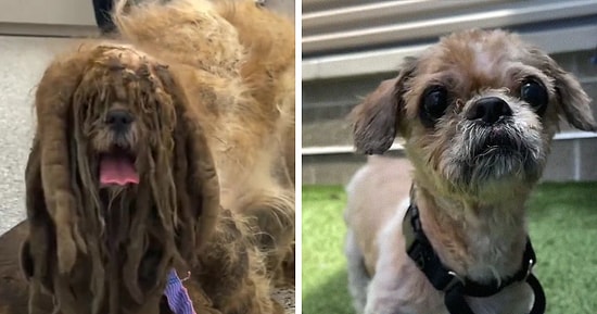 Кардинальное преображение бездомной собаки, с которой сбрили около 3 килограммов шерсти