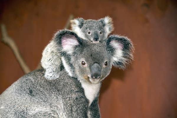 18. Okaliptüs yapraklarındaki toksinleri sadece yetişkin koalalar sindirebilir. Bu yüzden bebek koalalar, daha az toksin almak için annelerinin dışkılarını yerler.