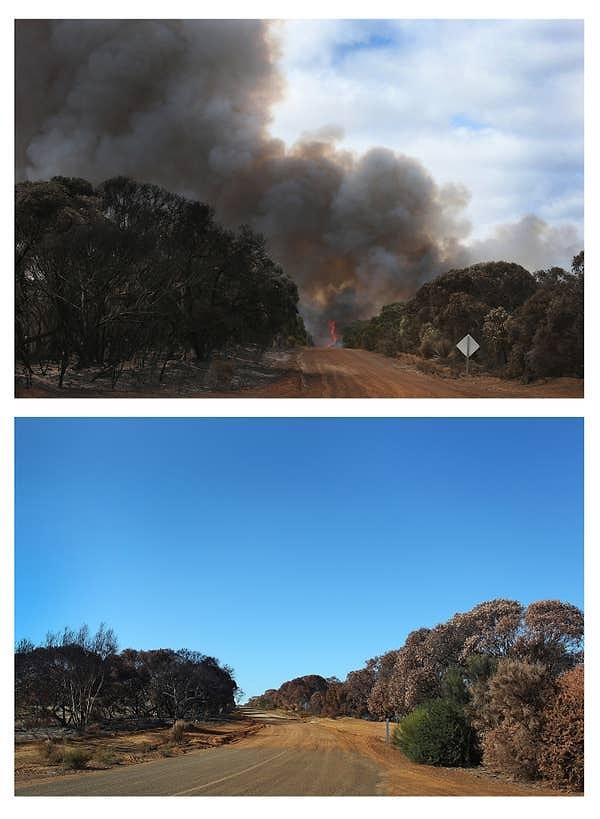 25. 2011'de Kanguru Adası'nda çıkan yangın sırasında ve altı hafta sonra aynı yerde çekilen bir fotoğraf: