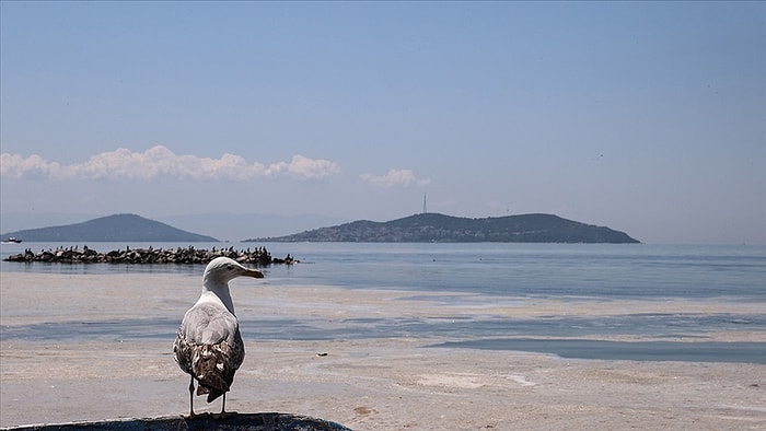 Marmara'da Kabusa Dönüşen Müsilaj Yunanistan'da da Görüldü!