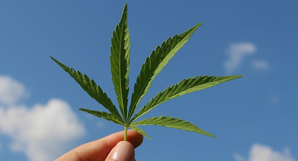 Uyuşturucudan Yargılanan Adam: 'Güvercinlere Verdiğim Tohumlar Toprağa Düşünce Kenevir Yetişmiş'