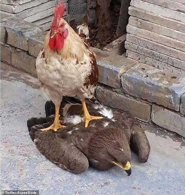 3. Еще один повержен в прах, или Петух, который сразил ястреба