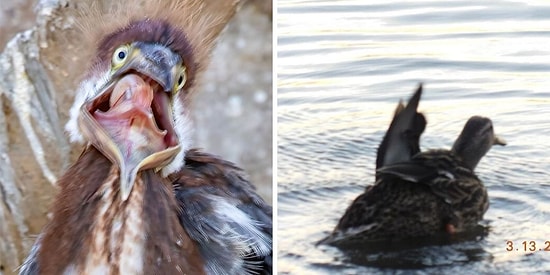 Люди делятся самыми убогими фотографиями дикой природы, и это уморительно (15 новых фото)