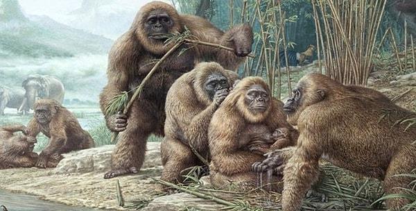 10. Gigantopithecus. Yaşamış en büyük maymundur. Boyu 3 metre, ağırlığı 500 kilogramdır. Otobur olmasına rağmen günümüzde yaşıyor olsaydı bu dev ile hiçte karşılaşmak istemezdik.