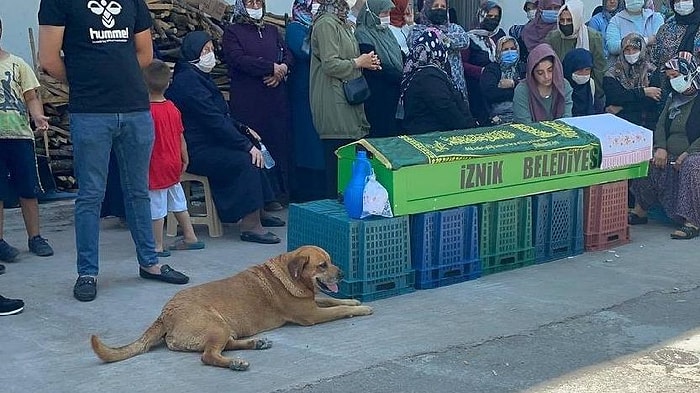 Hayatını Kaybeden İnsan Dostunun Tabutunun Başından Ayrılmayan Köpek