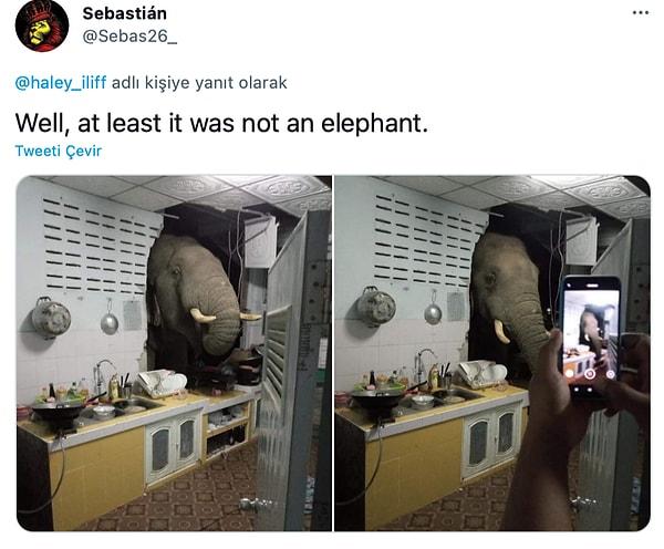 "En azından bir fil değilmiş."