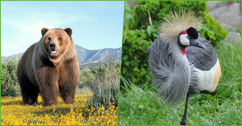 Ülkemizde Yaşayan Bu Hayvanlardan Hangisinin Neslinin Tükenmekte Olduğunu Bulabilecek misin?