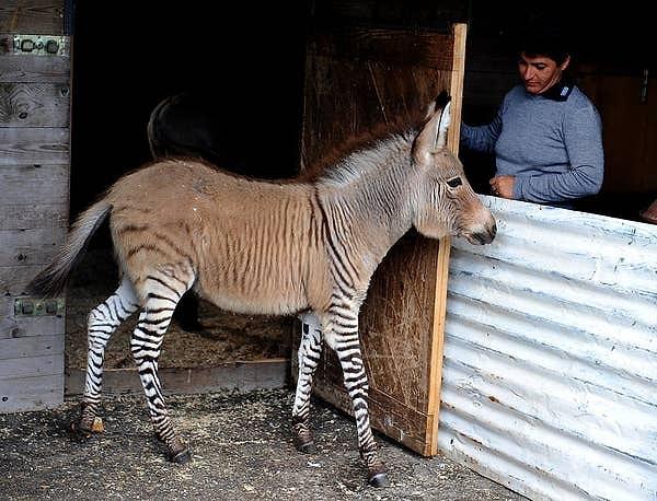 17. Bu bir zonkey. Zebra ve eşek yavrusu olarak da bilinen bir hayvan.